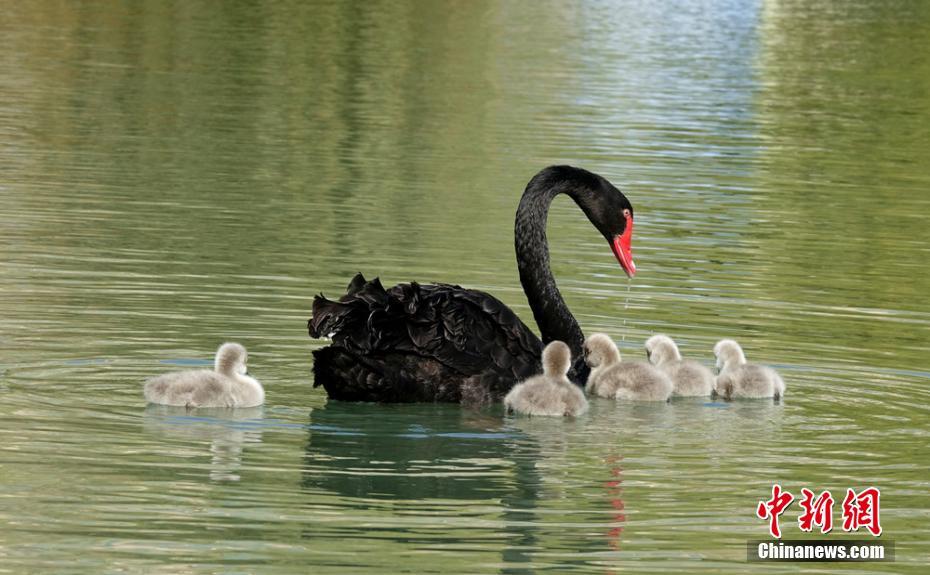 Cisne y sus crías deleitan a los visitantes de un parque en Xinjiang