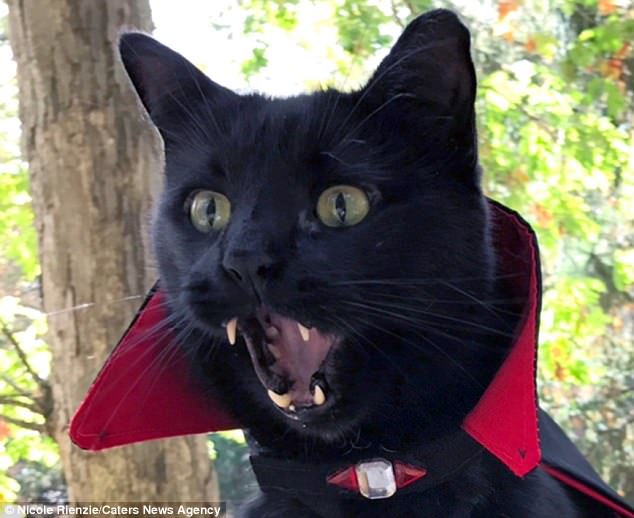 El gato Monk, vestido con una capa de vampiro, ense?a sus prominentes colmillos.