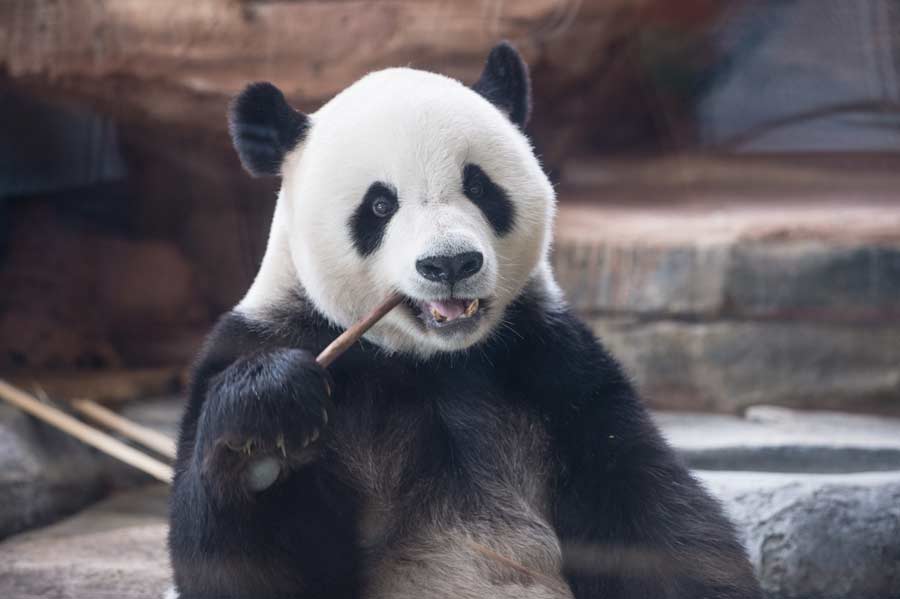 Pandas gigantes chinos listos para aparecer en público en Indonesia