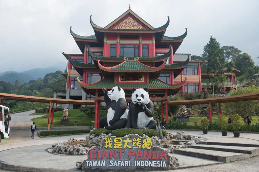 Pandas gigantes chinos listos para aparecer en público en Indonesia