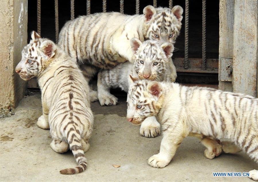 Zoológico de Jiangsu muestra a los cuatrillizos de una tigresa blanca