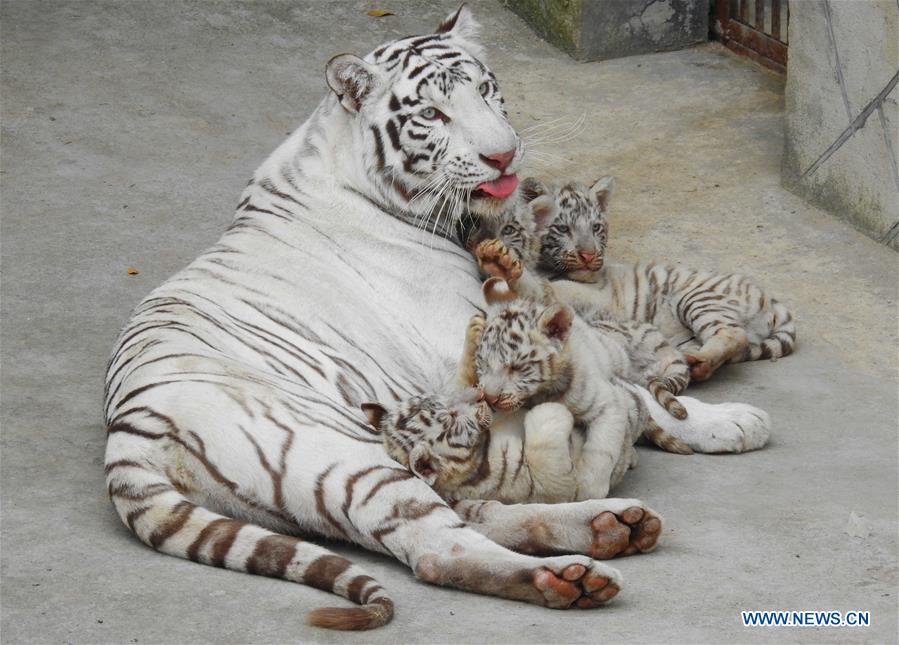 Zoológico de Jiangsu muestra a los cuatrillizos de una tigresa blanca