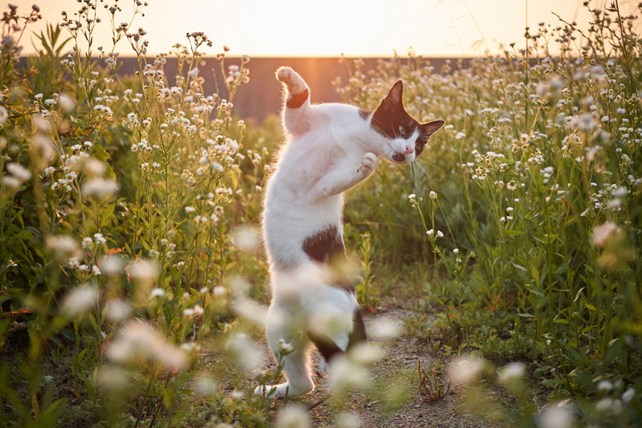 Gatos japoneses posan como un luchador chino de wushu