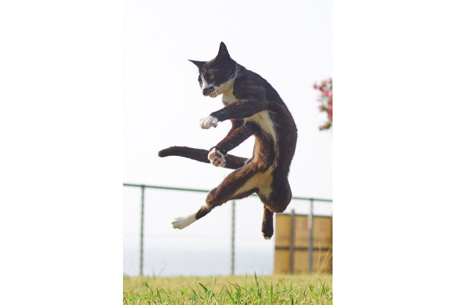 Gatos japoneses posan como un luchador chino de wushu