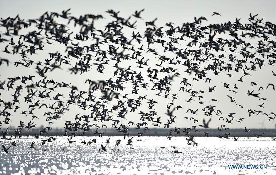 Miles de aves migratorias llegan a los humedales de Tianjin