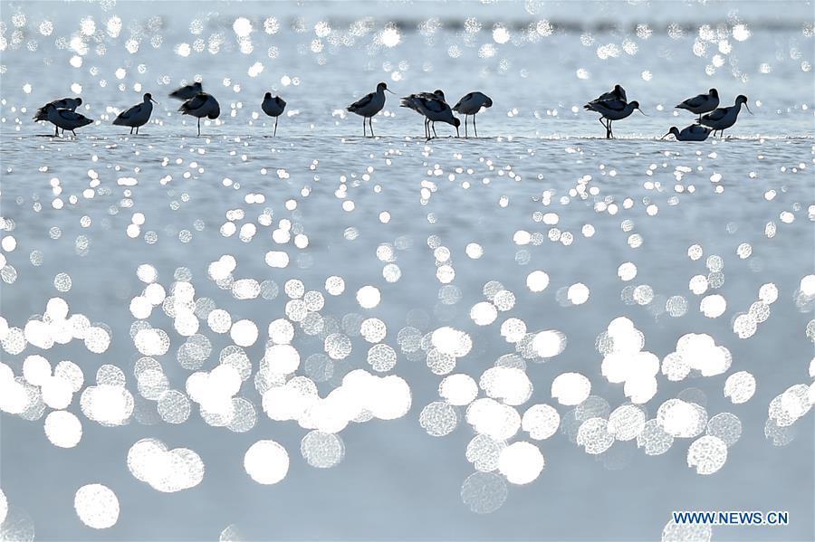 Miles de aves migratorias llegan a los humedales de Tianjin