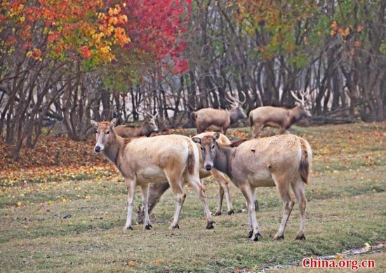 La reserva natural de milus más grande del mundo