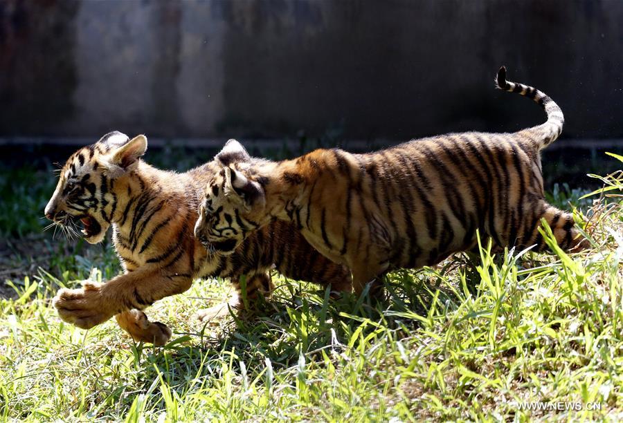 Dos cachorros de tigre se reúnen con el público en el Zoológico de Yangon