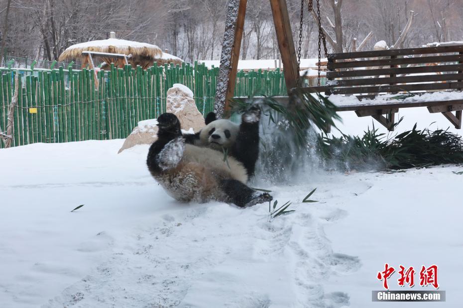 El panda gigante Sijia disfruta de la nieve invernal