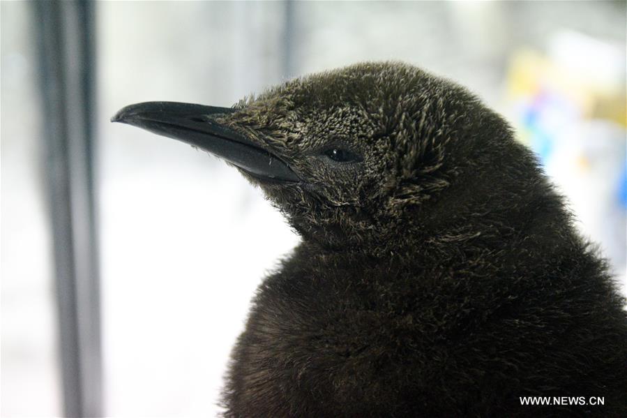 Tras una década de intentos, Singapur logra su primer pingüino rey