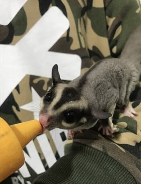 Estudiante chino convierte la habitación en un peque?o zoo