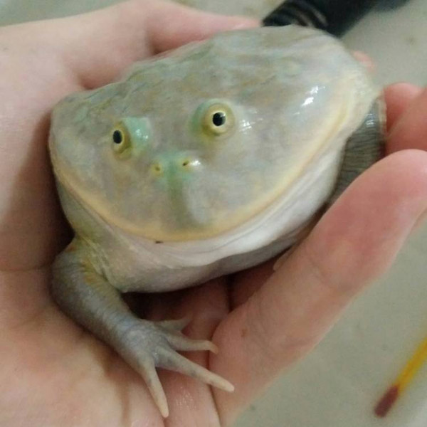 Estudiante chino convierte la habitación en un peque?o zoo