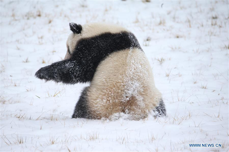 Un panda gigante juega en la nieve en el Parque Zoológico de Qinling en Xi'an