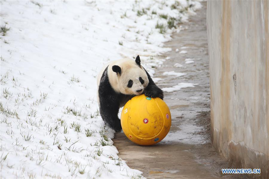 Un panda gigante juega en la nieve en el Parque Zoológico de Qinling en Xi'an