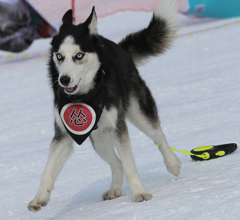 Perros de compa?ía ágiles como este compitieron en los Juegos de Hielo y Nieve para Mascotas de Shenyang.[Foto / Proporcionado a chinadaily.com.cn]