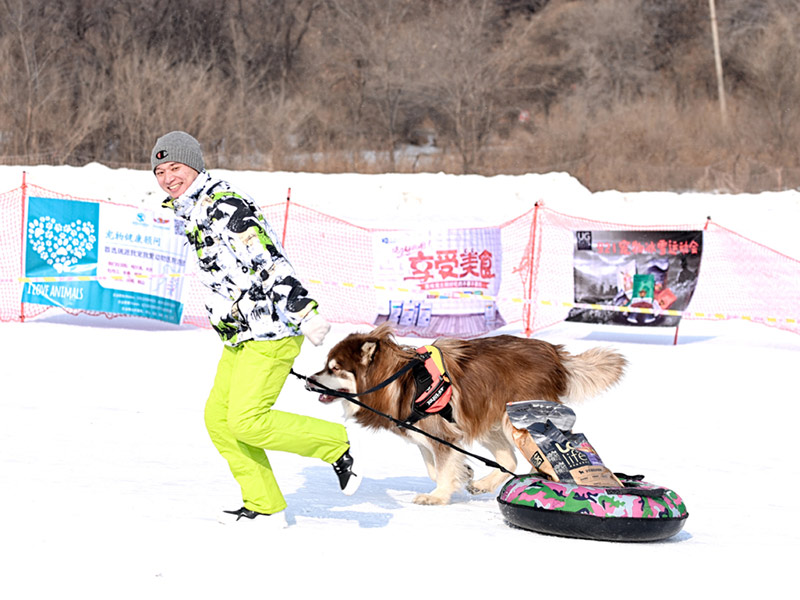 Un perro da un “beso” a su due?a después de ganar un trofeo en los Juegos de Hielo y Nieve para Mascotas de Shenyang.[Foto / Proporcionado a chinadaily.com.cn]