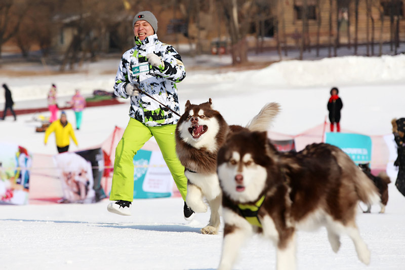 Perros de compa?ía corren junto a sus due?os en los Juegos de Hielo y Nieve para Mascotas de Shenyang.[Foto / Proporcionado a chinadaily.com.cn]