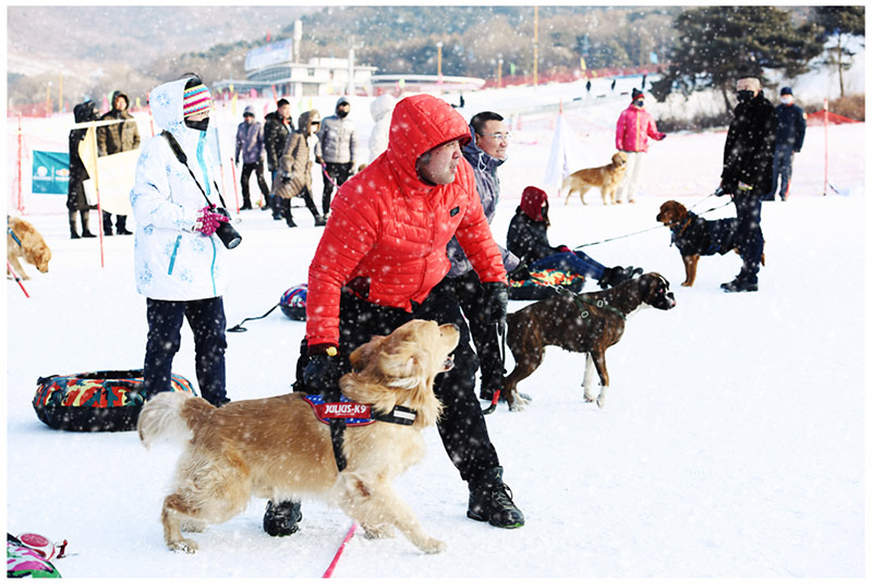 Perros de compa?ía compitieron en los Juegos de Hielo y Nieve para Mascotas de Shenyang.[Foto / Proporcionado a chinadaily.com.cn]