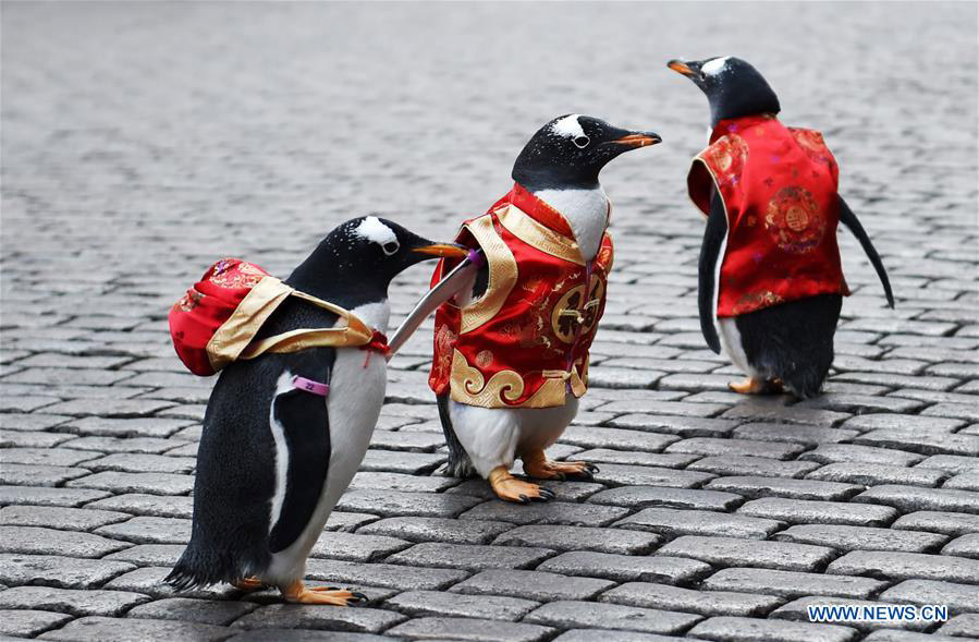 Varios pingüinos vestidos con traje Tang de Harbin Polarland caminan por la calle Central de Harbin, provincia de Heilongjiang, el 10 de febrero de 2018. [Foto / Xinhua]