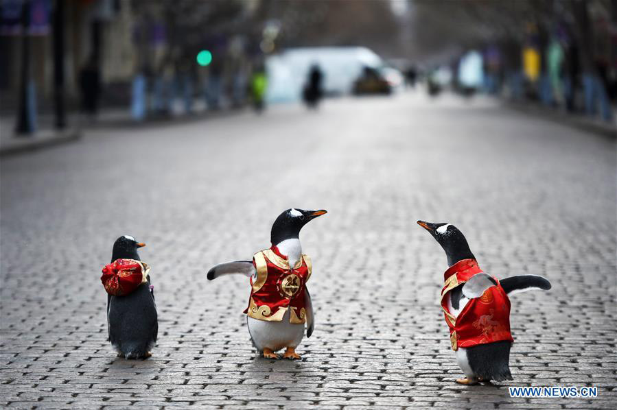 Varios pingüinos vestidos con traje Tang de Harbin Polarland caminan por la calle Central de Harbin, provincia de Heilongjiang, el 10 de febrero de 2018. [Foto / Xinhua]