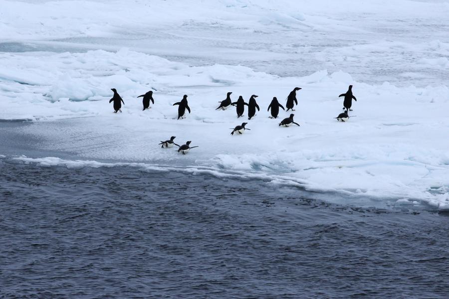 Las universidades chinas se unen para elevar el nivel de la investigación polar