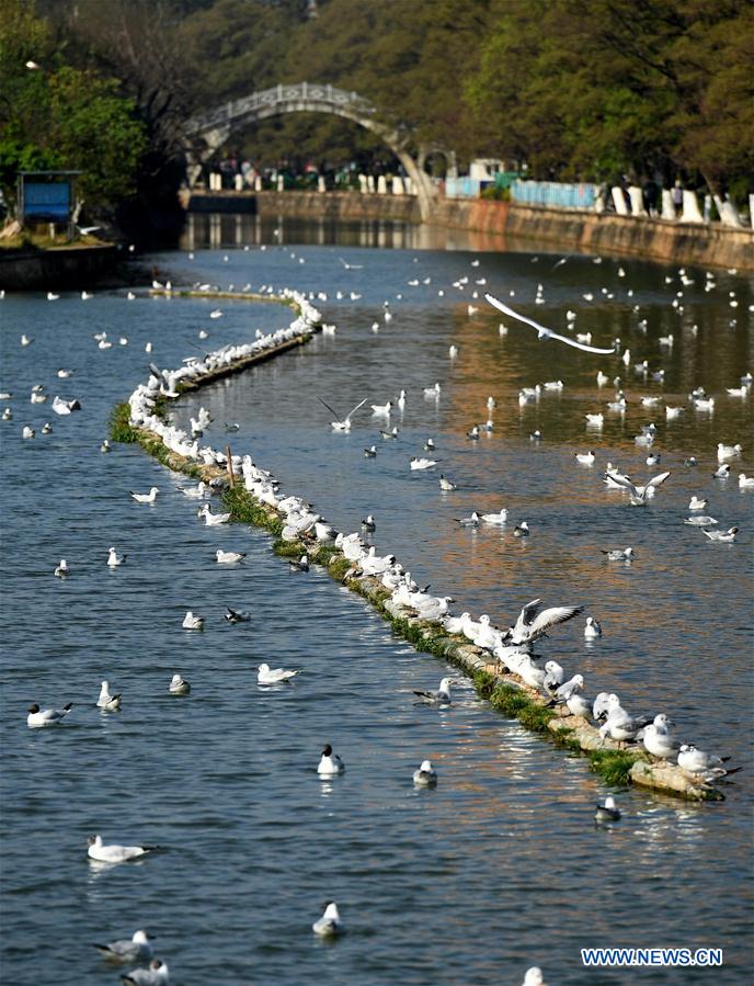 Las alegres gaviotas de cabeza negra se alistan para emigrar hacia el norte