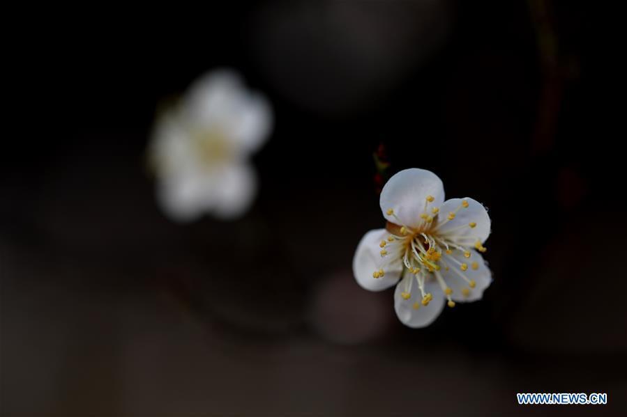 El ciruelo florecido embellece un parque de Qingkou, en Ganyu, ciudad Lianyungang, provincia de Jiangsu, 13 de marzo del 2018. (Foto: Xinhua/ Si Wei) 