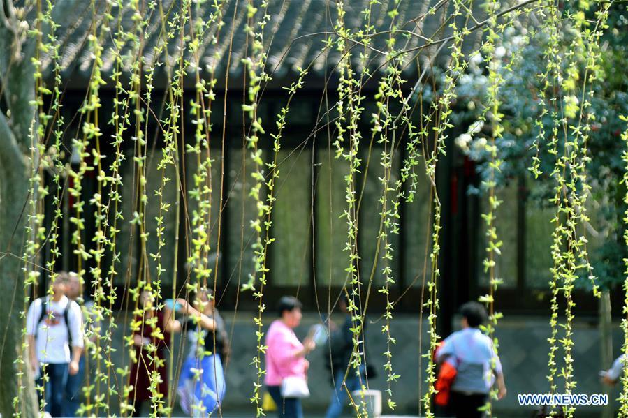 Turistas disfrutan del temprano paisaje primaveral en Zhuozhengyuan, antiguo y famoso jardín de Suzhou, provincia de Jiangsu, 13 de marzo del 2018. (Foto: Xinhua/ Jiankang Wang)