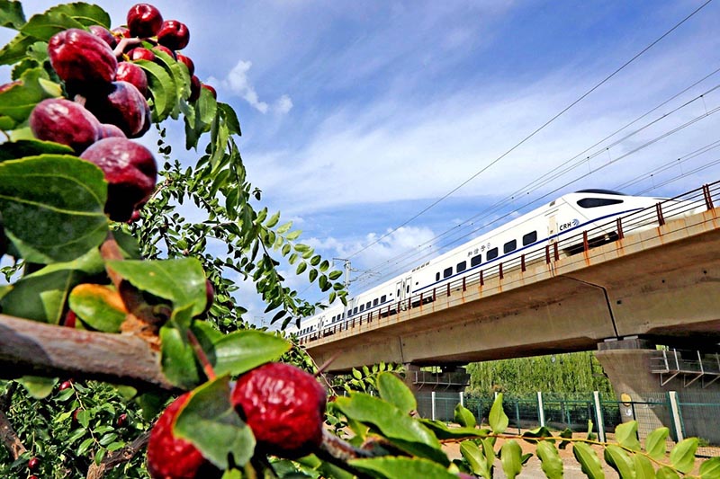 El tren de alta velocidad de Lanzhou-Xinjiang entró en funcionamiento el 26 de diciembre de 2014, y ha estado operando de forma segura durante más de 3 a?os. La imagen muestra un tren de alta velocidad pasando cerca de un jardín de dátiles en Hami, Xinjiang. Fuente de la imagen Pueblo en Línea