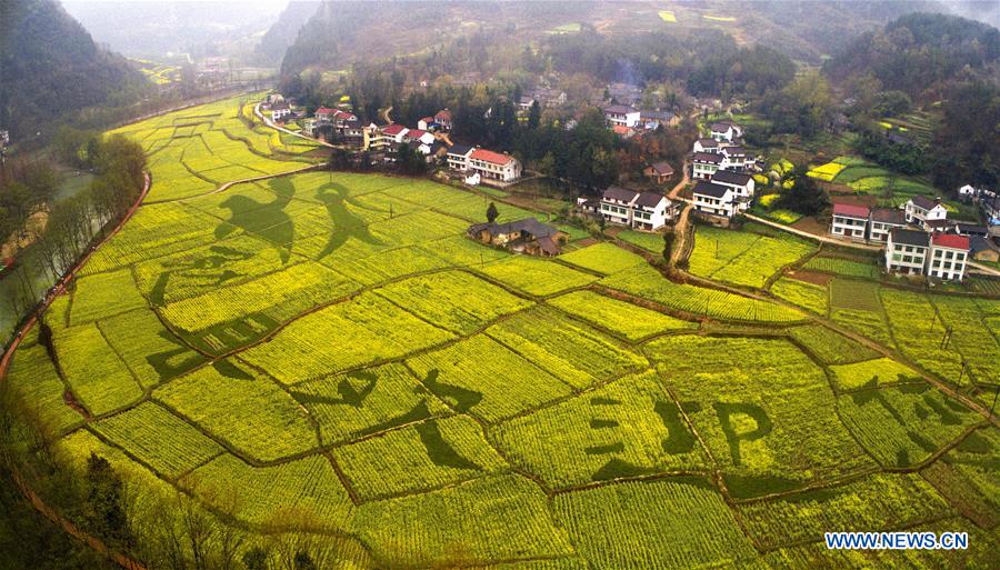 El trigo y la colza florecen en Shaanxi