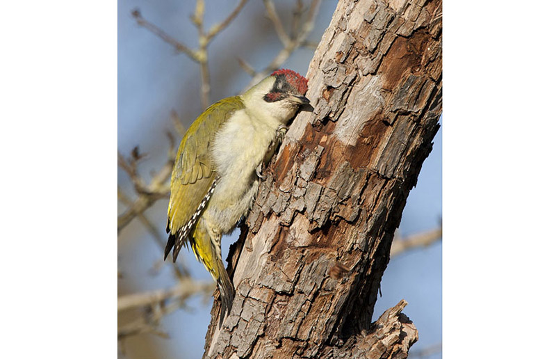 Después de almorzar, un pájaro carpintero disfruta de una merecida siesta utilizando al árbol como almohada. [Foto: VCG]