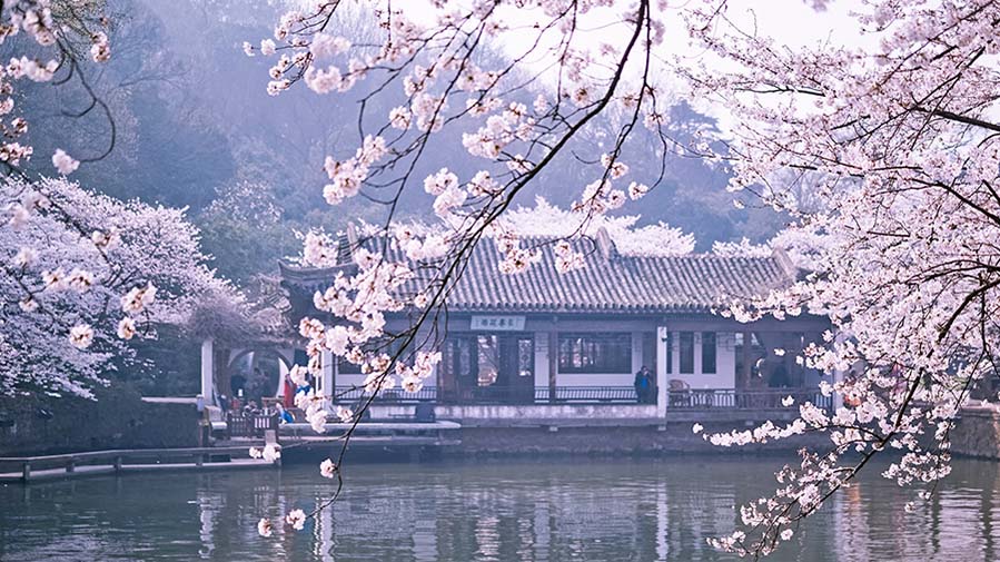 Las flores de cerezo embellecen la ciudad de Wuxi