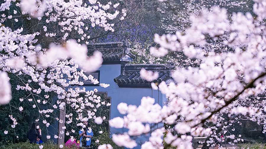 Las flores de cerezo embellecen la ciudad de Wuxi