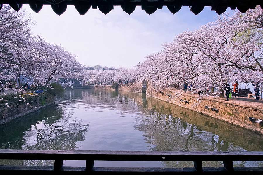 Las flores de cerezo embellecen la ciudad de Wuxi