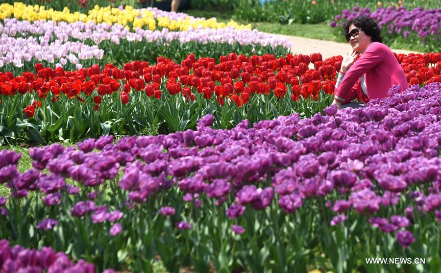 Una visitante se hace fotos en un parque temático de tulipanes en Wuhan, capital de la provincia central de Hubei. (Xinhua / Cheng Min)