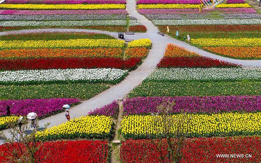 Foto aérea tomada el 28 de marzo de 2018 muestra un patrón formado por tulipanes en un parque temático de tulipanes en Wuhan, capital de la provincia central de Hubei. (Xinhua / Cheng Min)