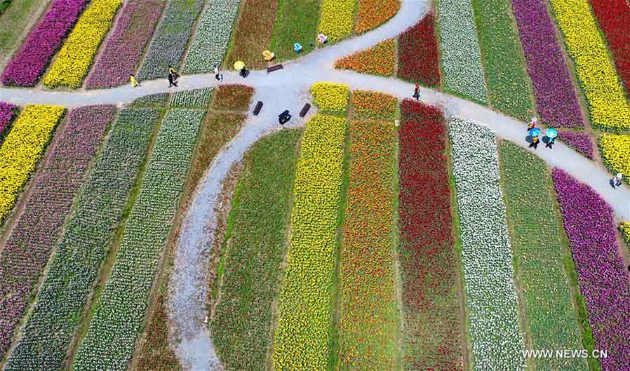 Foto aérea tomada el 28 de marzo de 2018 muestra un patrón formado por tulipanes en un parque temático de tulipanes en Wuhan, capital de la provincia central de Hubei. (Xinhua / Cheng Min)