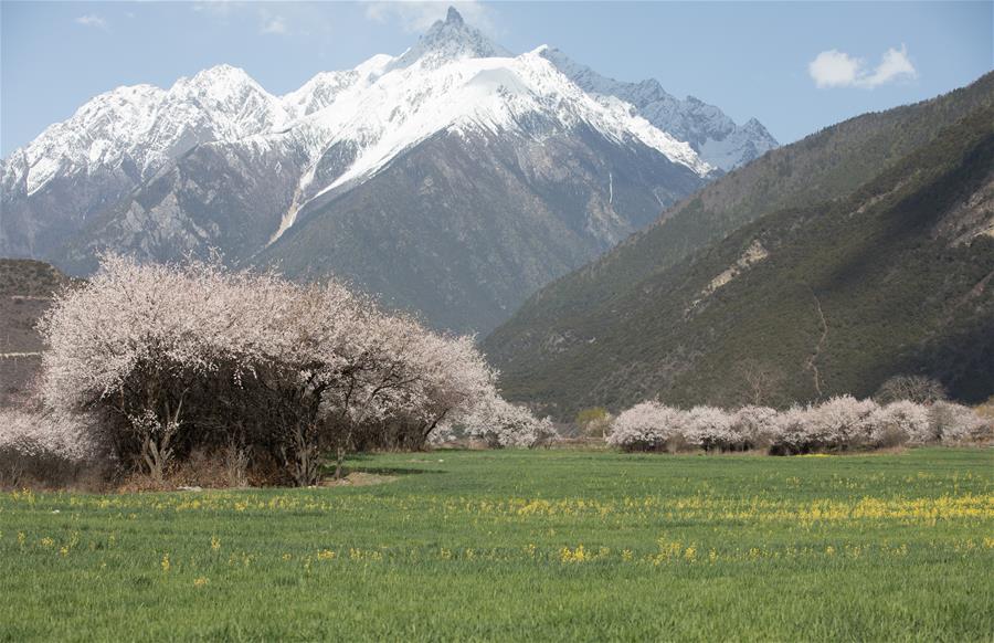 Paisaje de flores de durazno en el Tíbet