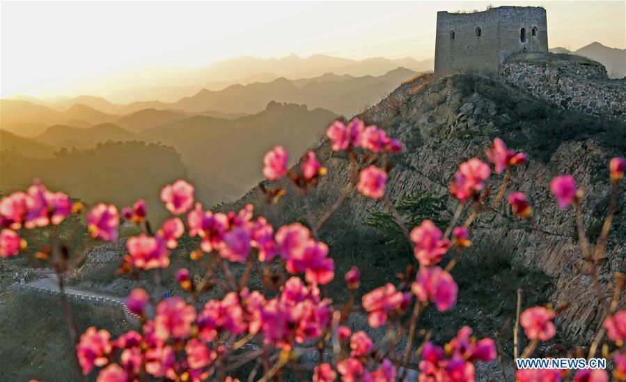 Foto tomada del 15 de abril de 2018 muestra la antigua Gran Muralla en el condado de Suizhong, Huludao, provincia de Liaoning, noreste de China. (Xinhua / Yang Qing)