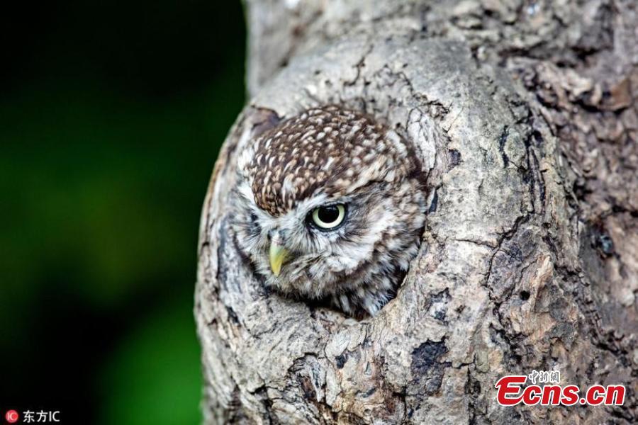 Curiosa foto evidencia el magistral camuflaje de una lechuza