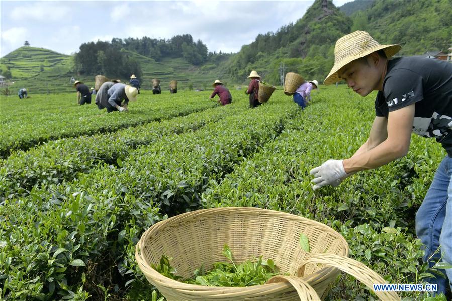 Los agricultores recoger hojas de té en Hubei