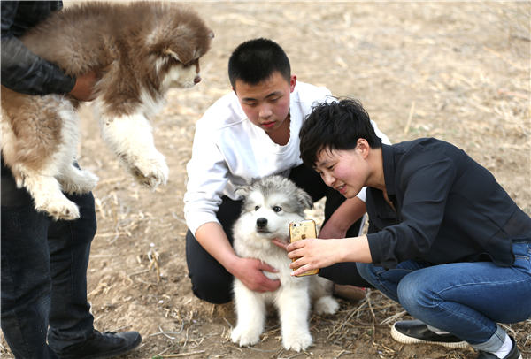 Zhang Ping, un amante de las mascotas de 36 a?os de la derecha, ha atraído a 400.000 seguidores en tres a?os. Ella cría más de 100 perros y los muestra a través de plataformas de transmisión en vivo. [Foto de Zou Hong / China Daily]