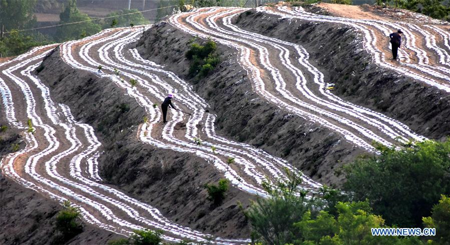 Shangzhi, Shandong, 08/05/2018 (El Pueblo en Línea) - Agricultores trabajan en un campo en la aldea de Shangzhi, distrito Yiyuan de la provincia de Shandong, el 7 de mayo de 2018. (Xinhua / Zhao Dongshan)