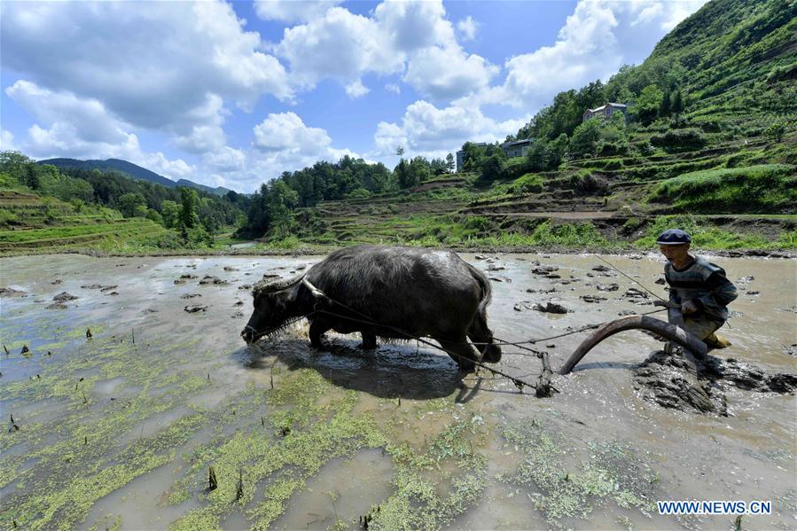 Un agricultor trabaja en un campo en la aldea Dangyangping del condado Xuanen, provincia central de Hubei, el 7 de mayo de 2018. (Xinhua / Song Wen).