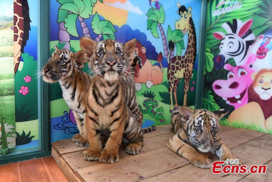 Tigres trillizos de tres meses son presentados al público en Zhejiang