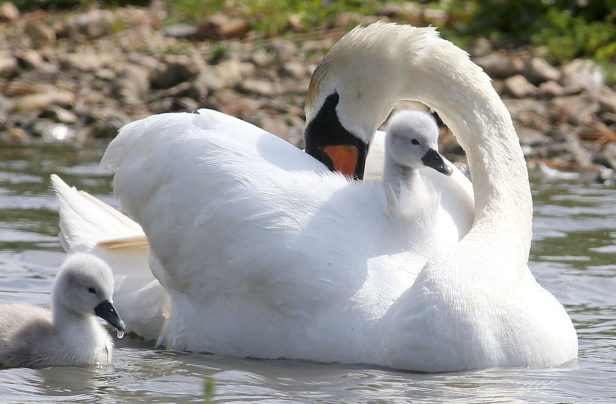 Un cisne y sus crías. [Foto / IC]