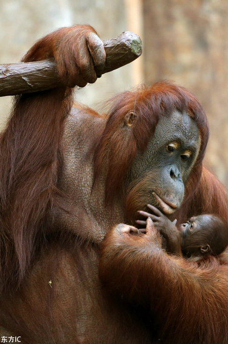 Un orangután abraza a su cría. [Foto / IC]