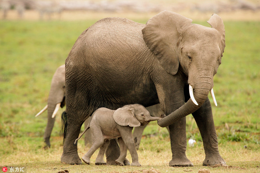 Un elefante y su cría. [Foto / IC]