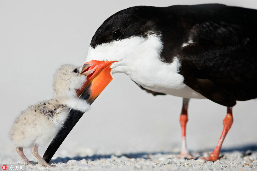 Un pajarito abraza a su cría. [Foto / IC]