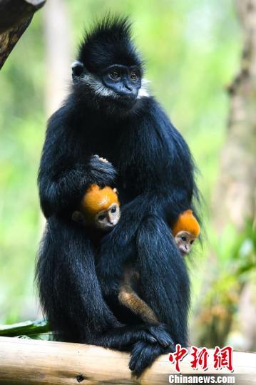 Presentan al público los primeros mellizos de langur de Francois del mundo en Guangzhou